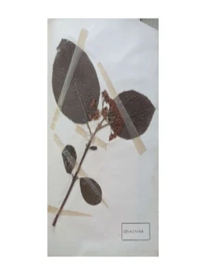 Aleksandar Semnic: Novi herbar