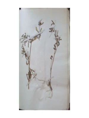 Aleksandar Semnic: Novi herbar