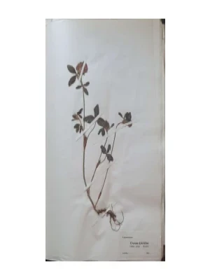 Aleksandar Semnic: Novi herbar