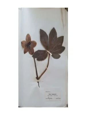 Aleksandar Semnic: Novi herbar