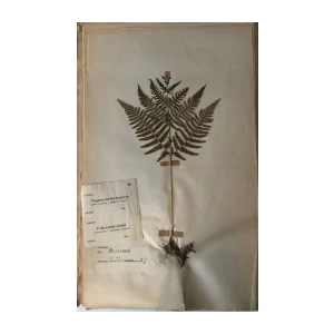 HERBARIJ SASTAVIO GA PROFESOR JOS. BAYER