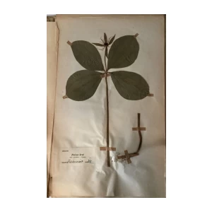 HERBARIJ SASTAVIO GA PROFESOR JOS. BAYER