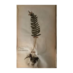 HERBARIJ SASTAVIO GA PROFESOR JOS. BAYER