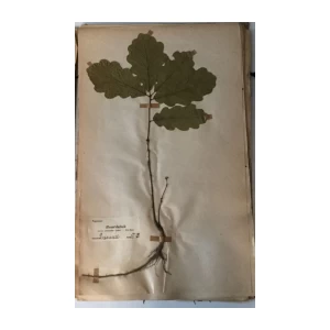 HERBARIJ SASTAVIO GA PROFESOR JOS. BAYER