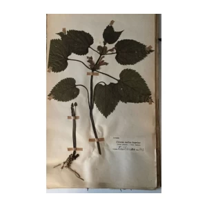 HERBARIJ SASTAVIO GA PROFESOR JOS. BAYER