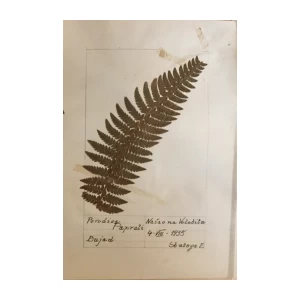 HERBARIJ : PORODICA PAPRATI