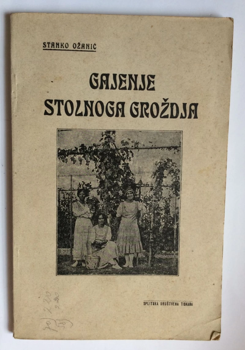 STANKO OŽANIĆ, GAJENJE STOLNOG GROŽDJA, SPLIT, 1927