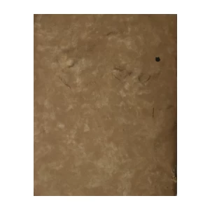 PENNELLATE I. D'ARSIERO : SIGNATURE 