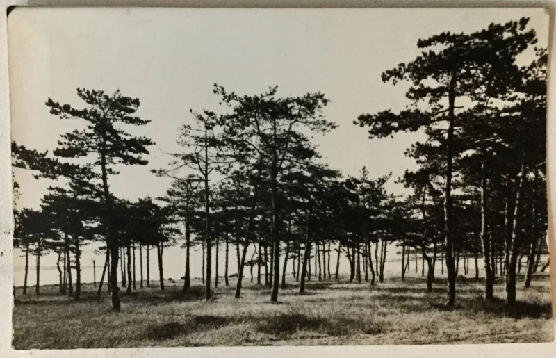 Medulin: stara razglednica Dječje ljetovalište NOGZ - a borovi