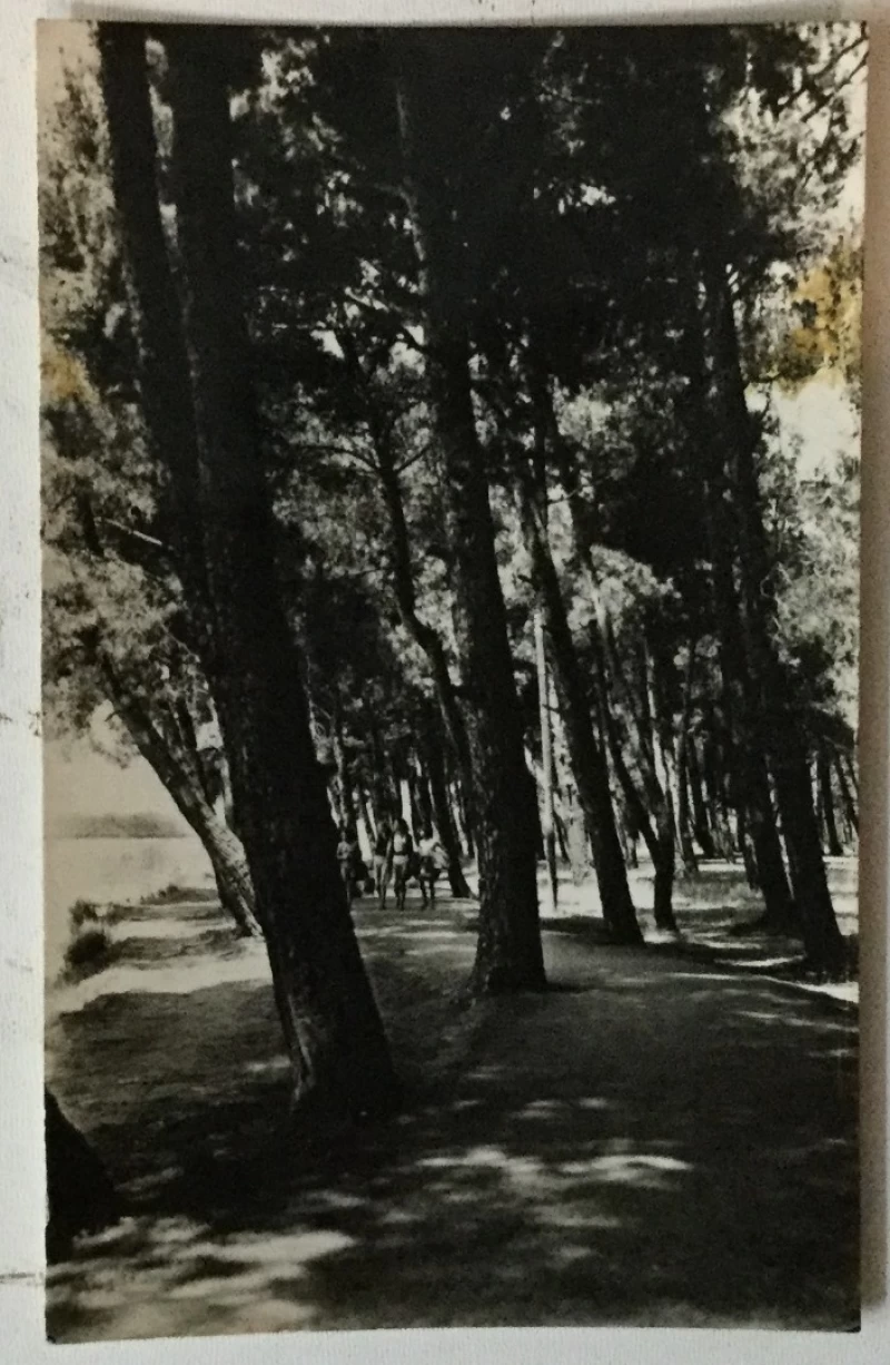 Medulin: stara razglednica Dječje ljetovalište put kroz borovu šumu