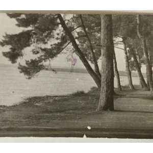 Medulin: stara razglednica borovi i obala s crvenom kemijskom nacrtanim vješalima