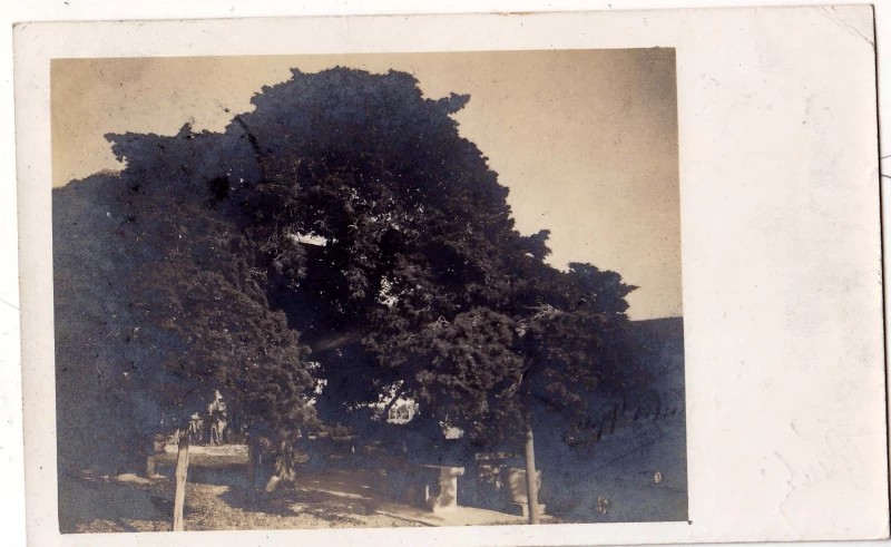 POLA PULA ISTRA HRVATSKA FOTOGRAFIJA  VERLAG F.W.SCHRINNER   RAZGLEDNICA STARA RAZGLEDNICA 1908