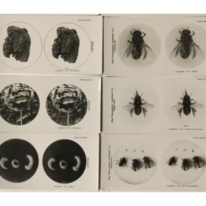 Set (1-10) stereo fotografija pčele 1910. godine Bioplast