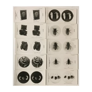 Set (1-10) stereo fotografija pčele 1910. godine Bioplast