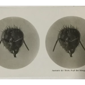 Pčele stereo foto 1911. godina Mikroplast-Bild II 1a