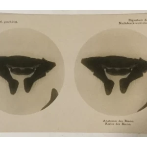 Pčele stereo foto 1911. godina Mikroplast-Bild II 1e