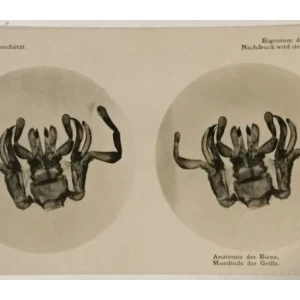Pčele stereo foto 1911. godina Mikroplast-Bild II 2a