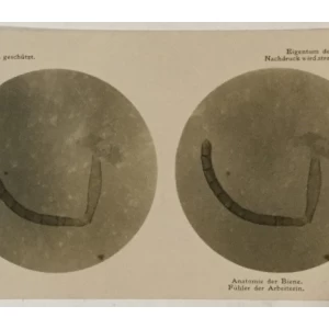 Pčele stereo foto 1911. godina Mikroplast-Bild II 2b