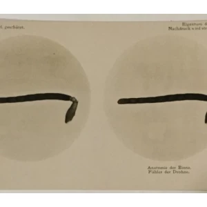 Pčele stereo foto 1911. godina Mikroplast-Bild II 2c
