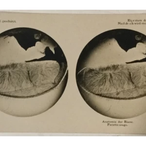 Pčele stereo foto 1911. godina Mikroplast-Bild II 2d