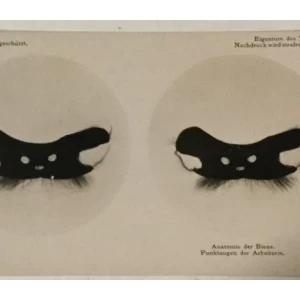 Pčele stereo foto 1911. godina Mikroplast-Bild II 2e