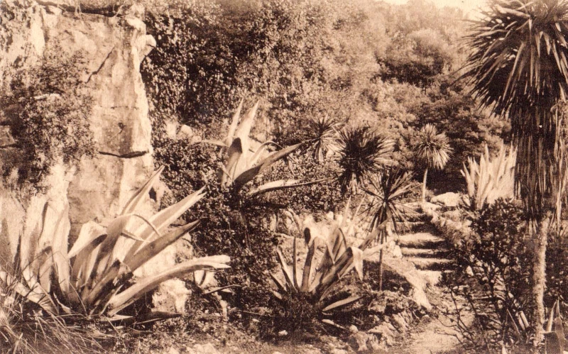 POLA PULA ISTRA HRVATSKA OTOK BRIONI la vegatazione STARA RAZGLEDNICA