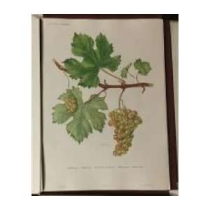 Turković Zdenko, Turković Greta: Ampelografski atlas II - Ampeleographischer Atlas Zweiter Teil