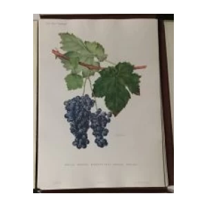 Turković Zdenko, Turković Greta: Ampelografski atlas II - Ampeleographischer Atlas Zweiter Teil