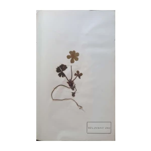 Aleksandar Semnic: Novi herbar