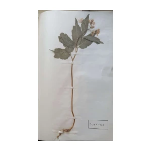 Aleksandar Semnic: Novi herbar