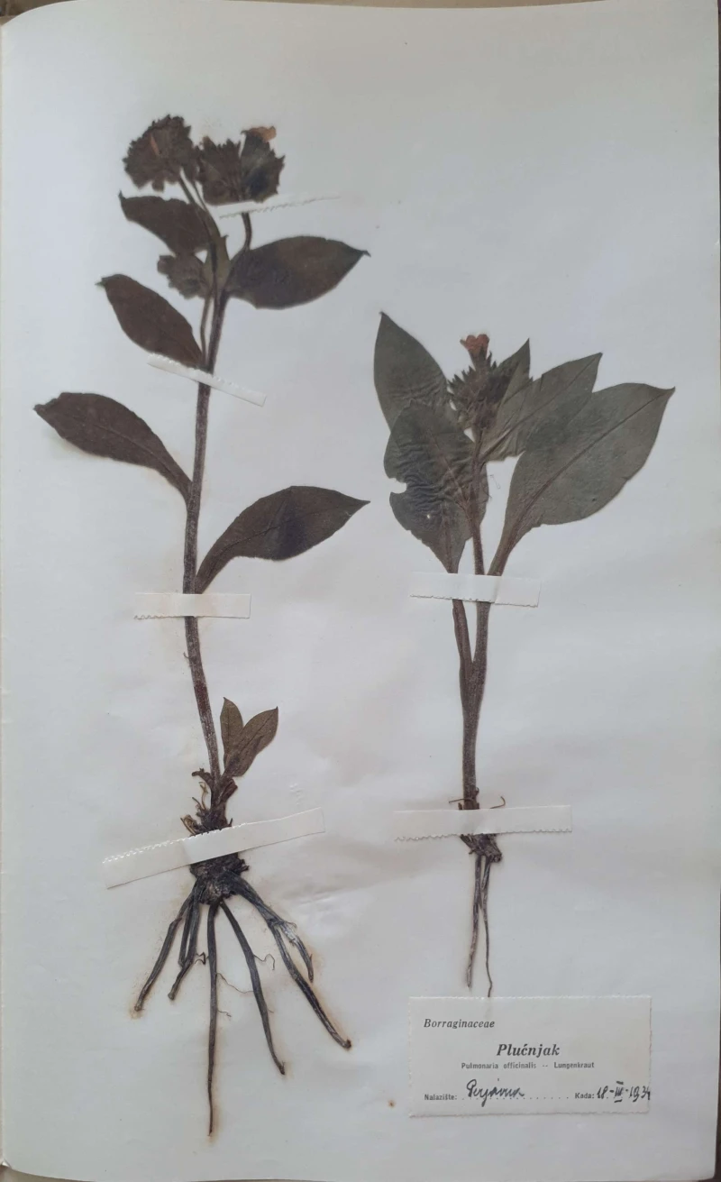 Aleksandar Semnic: Novi herbar