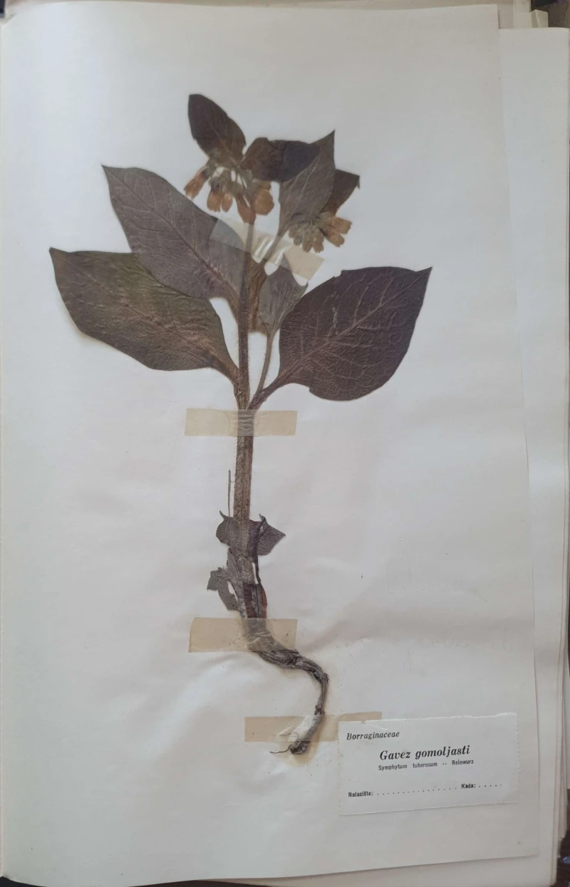 Aleksandar Semnic: Novi herbar